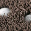 Taupe 81